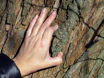 mano de hombre tocando la madera de un árbol