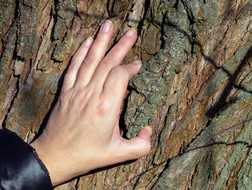 mano de hombre tocando la madera de un árbol