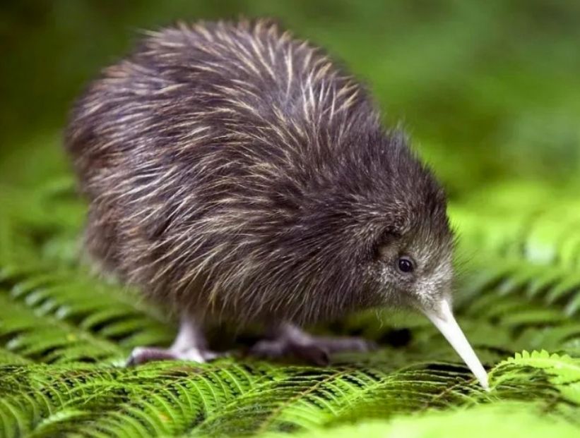 Kiwi, el ave nacional de Nueva Zelanda que se parece a la misma fruta del mismo nombre