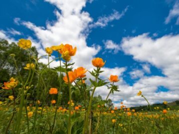 flores naranjas en un campo vistas desde abajo y un cielo azul con algunas nubes