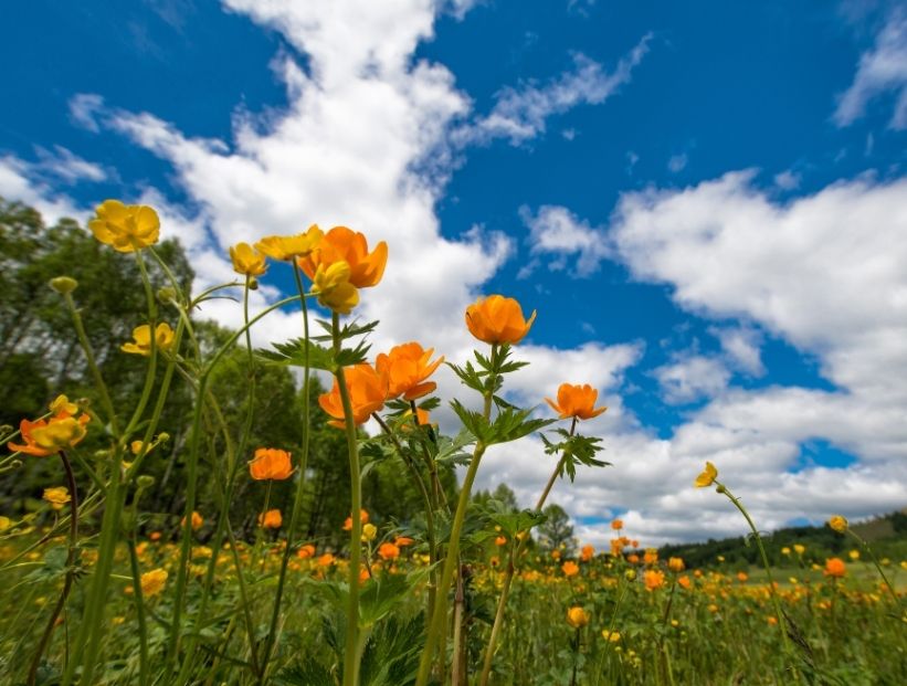 flores naranjas en un campo vistas desde abajo y un cielo azul con algunas nubes