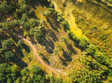 Silvicultura, la "ciencia de los bosques"