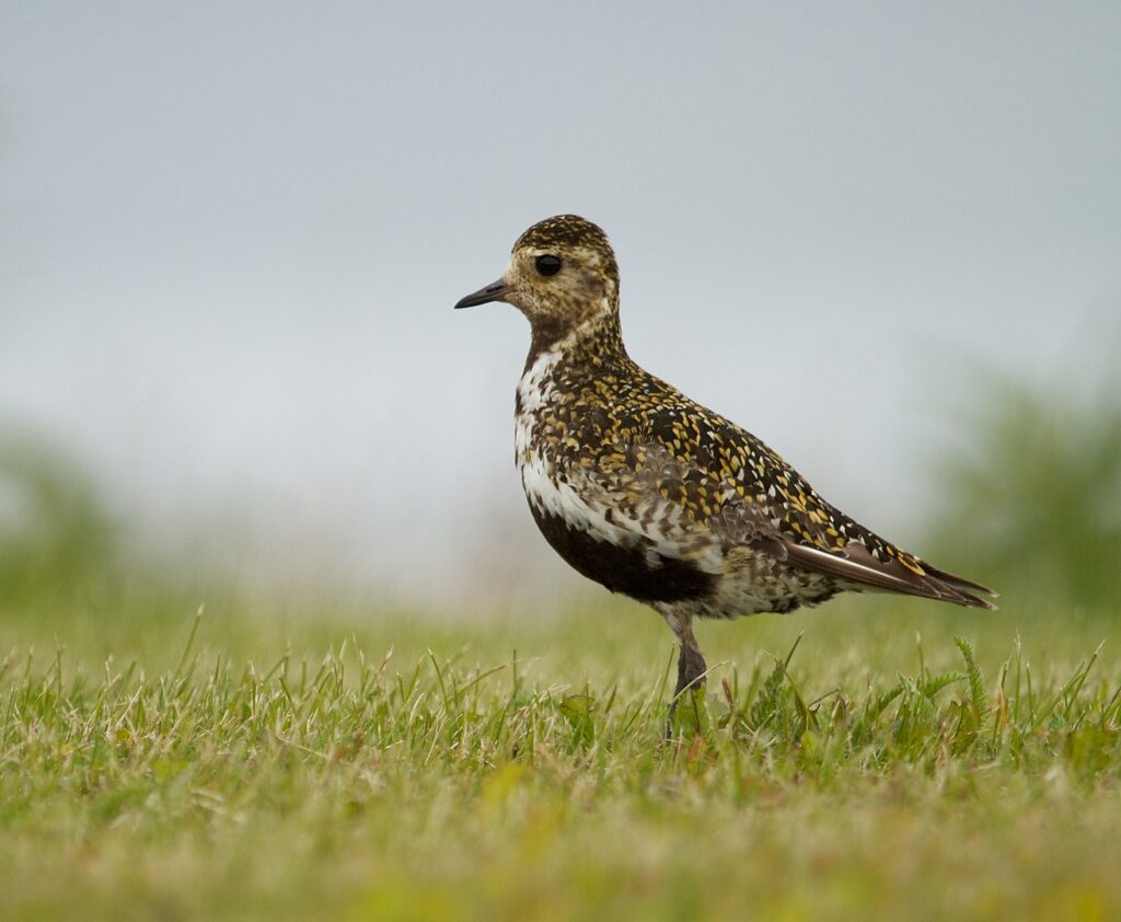 "Cabeza de chorlito", la frase que se origina en el famoso pájaro