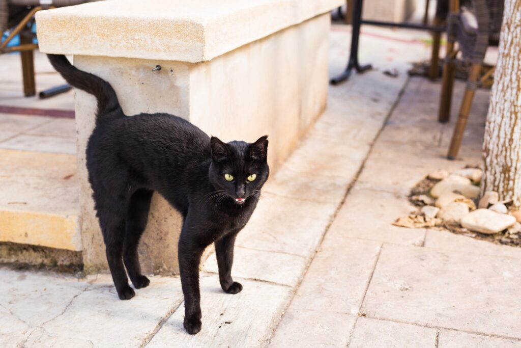 ¿Por qué creemos en supersticiones? La ciencia explica nuestra fascinación por lo irracional Gato negro