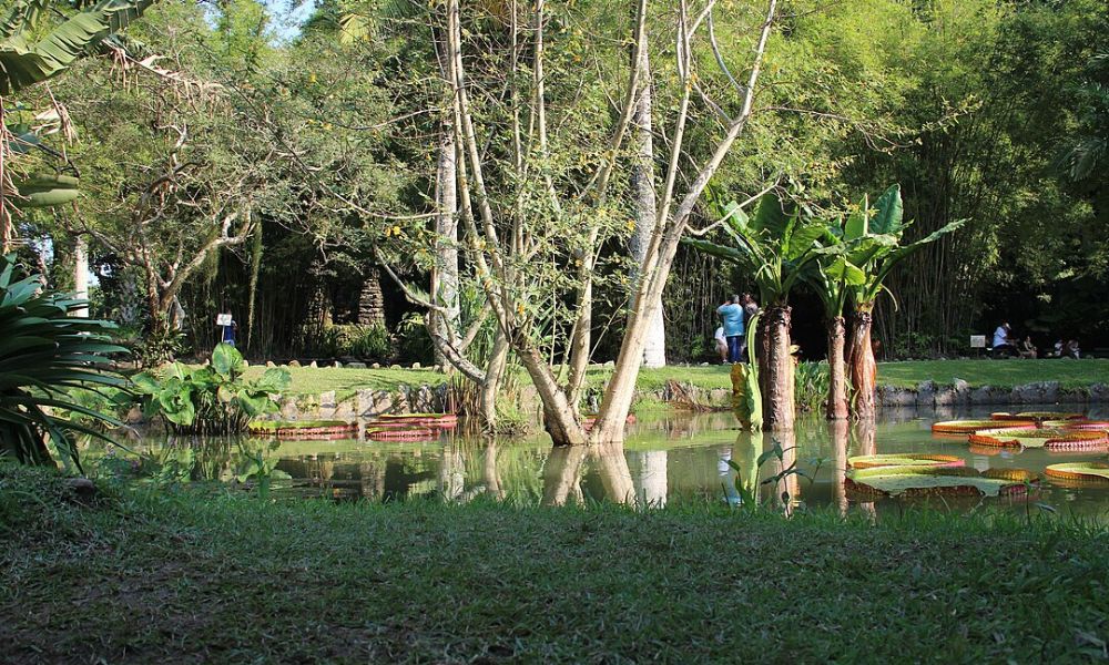 Turistas en el Jardín botánico de Río de Janeiro.