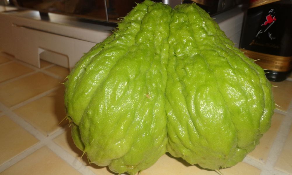 Aspecto de un chayote.