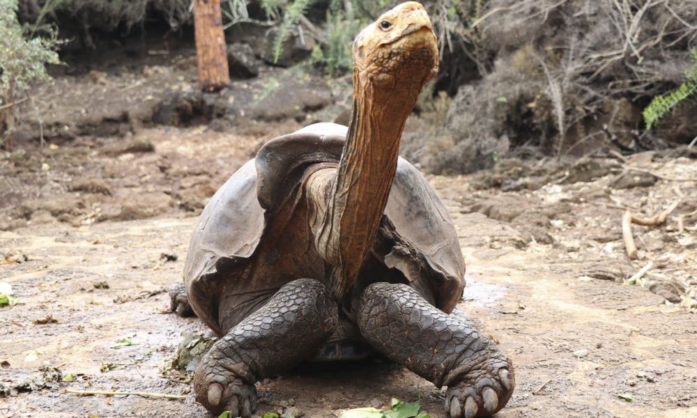 Tortuga gigante varón llamada Diego