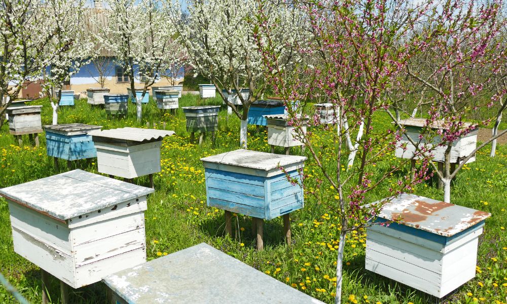 Apiario, el lugar donde están las colmenas de abejas