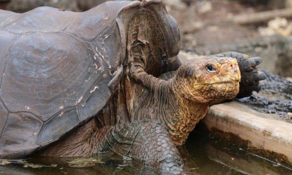 diego la tortuga gigante de galápagos