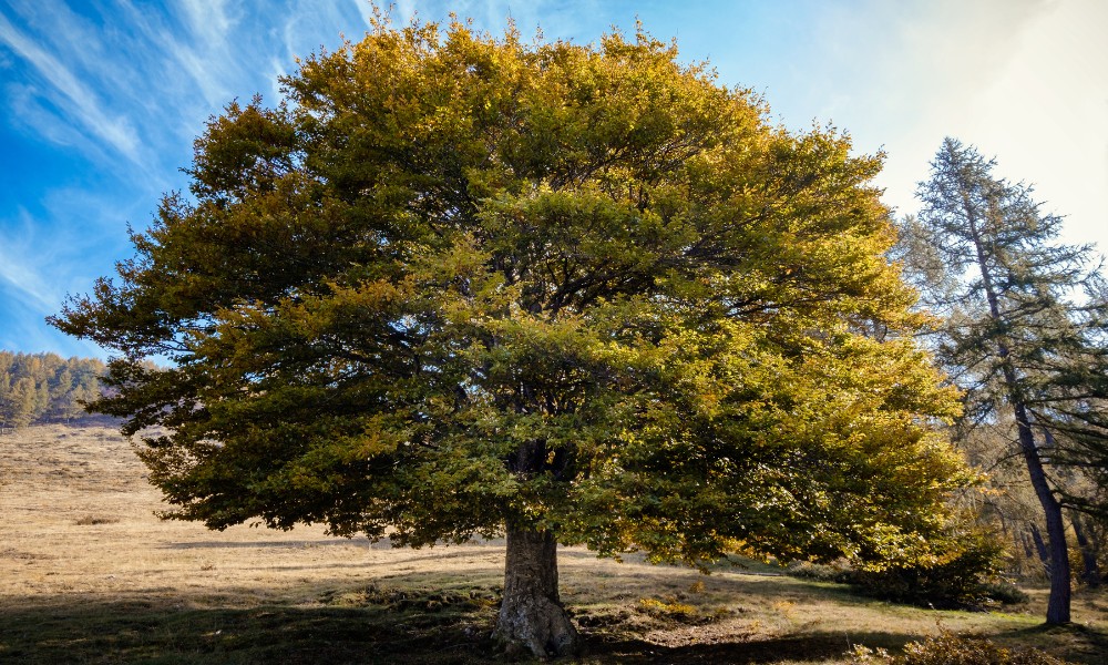 Olmo, el árbol de la famosa frase popular