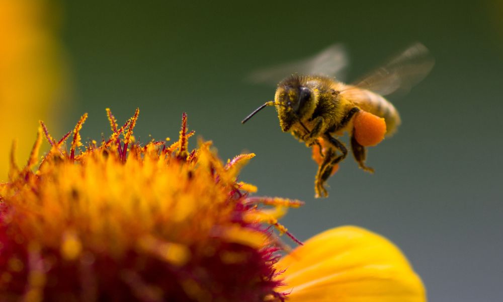 Polinización de la flor gracias a la abeja