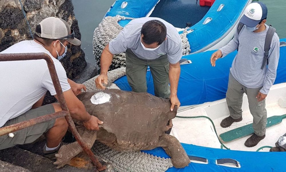 tres hombres suben una tortuga gigante a un bote.