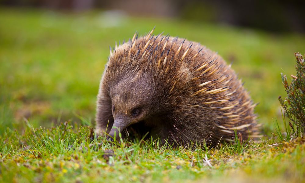 pequeño animal con púas parecido a un puercoespín