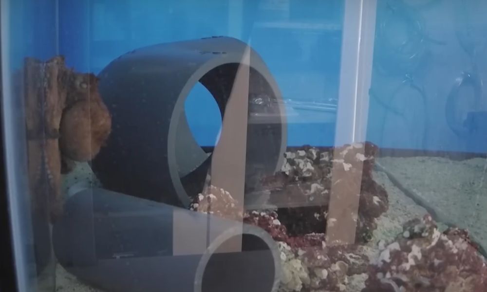 un pulpo en un acuario durmiendo