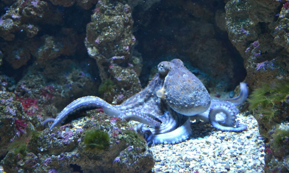 pulpo en el fondo del mar