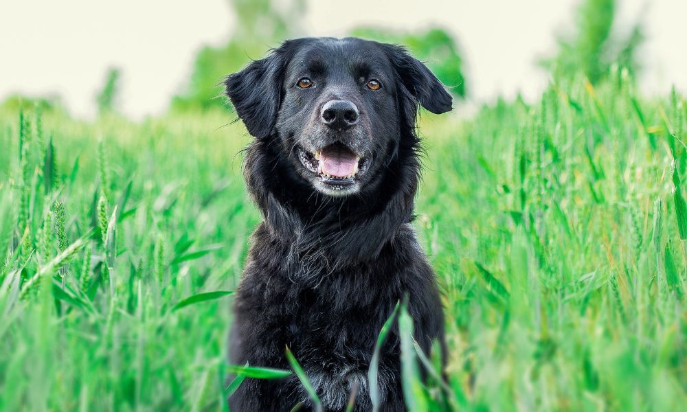 El origen del apodo "firulais" en los perros