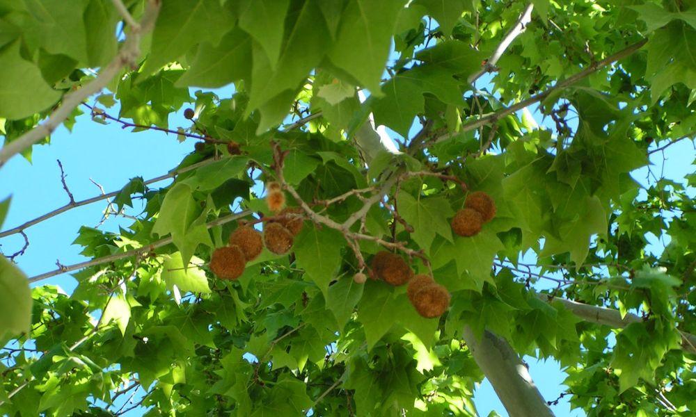 bolitas amarillas del árbol que causan alergia