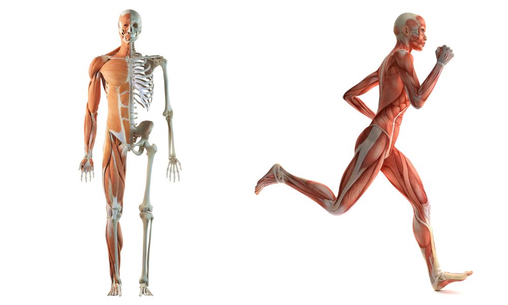 Sistema muscular del cuerpo humano