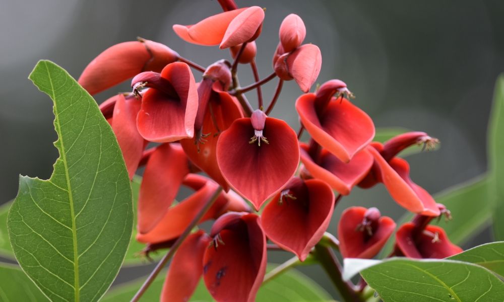 flores rojas y hojas verdes