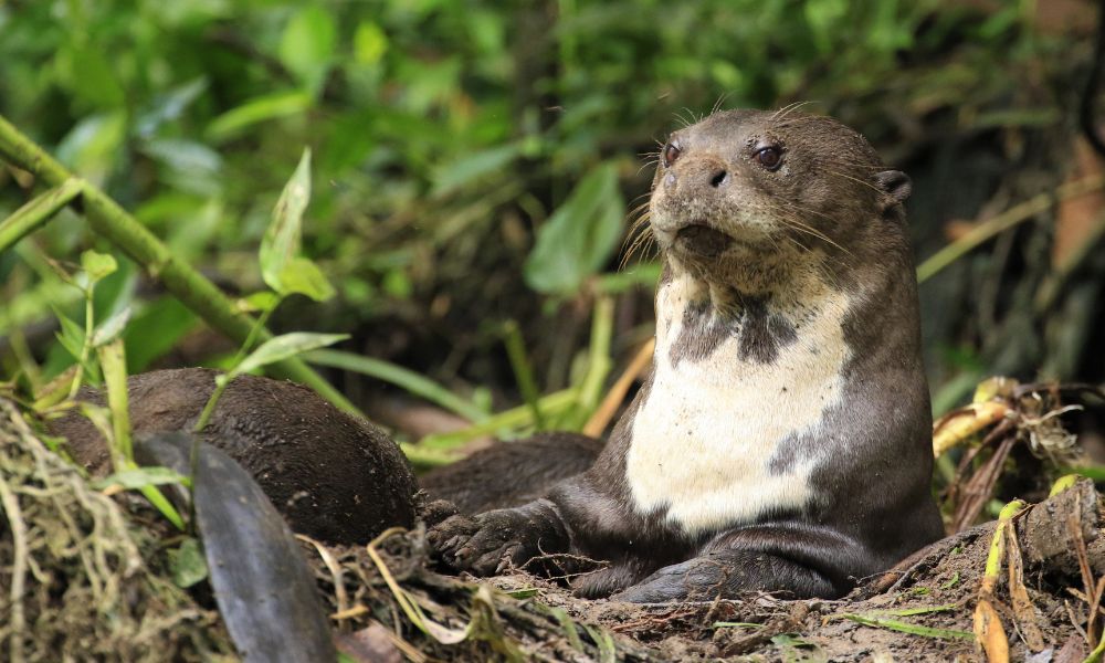 nutria gigante