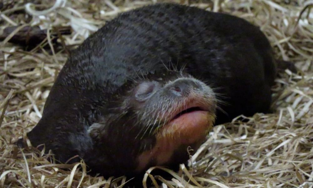 Una de las tres crías de nutria gigante nacidas en Ecoparque.