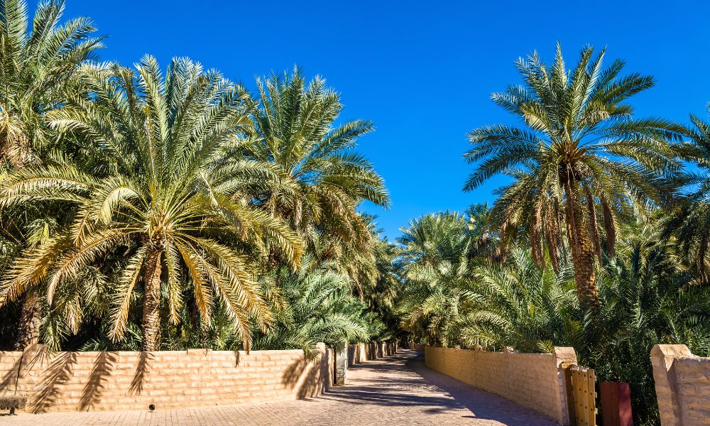 palmeras en ciudad árabe