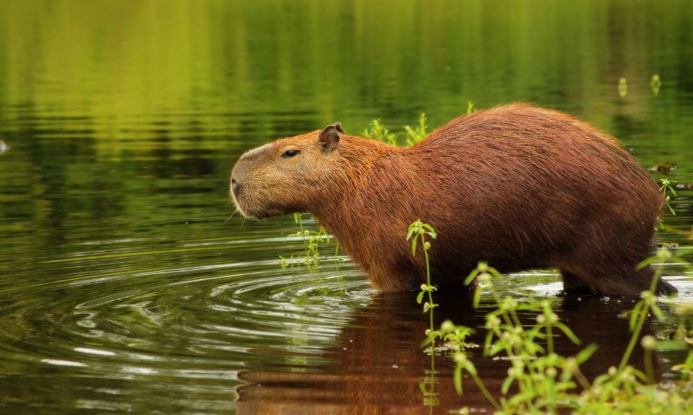 carpincho capibara en el agua