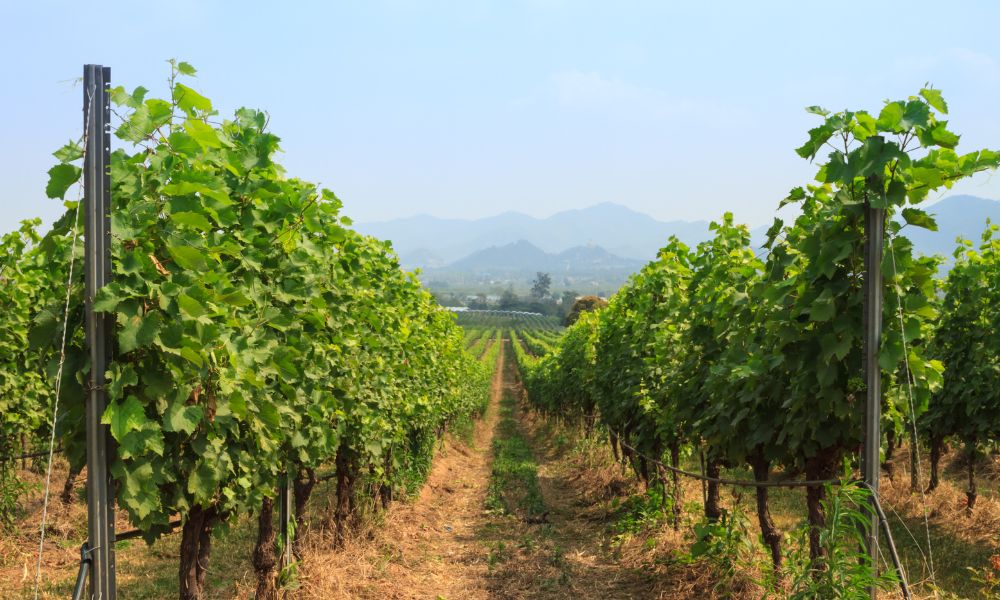 Cultivo de vides para la producción de vinos