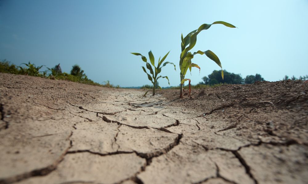 tierra seca partida