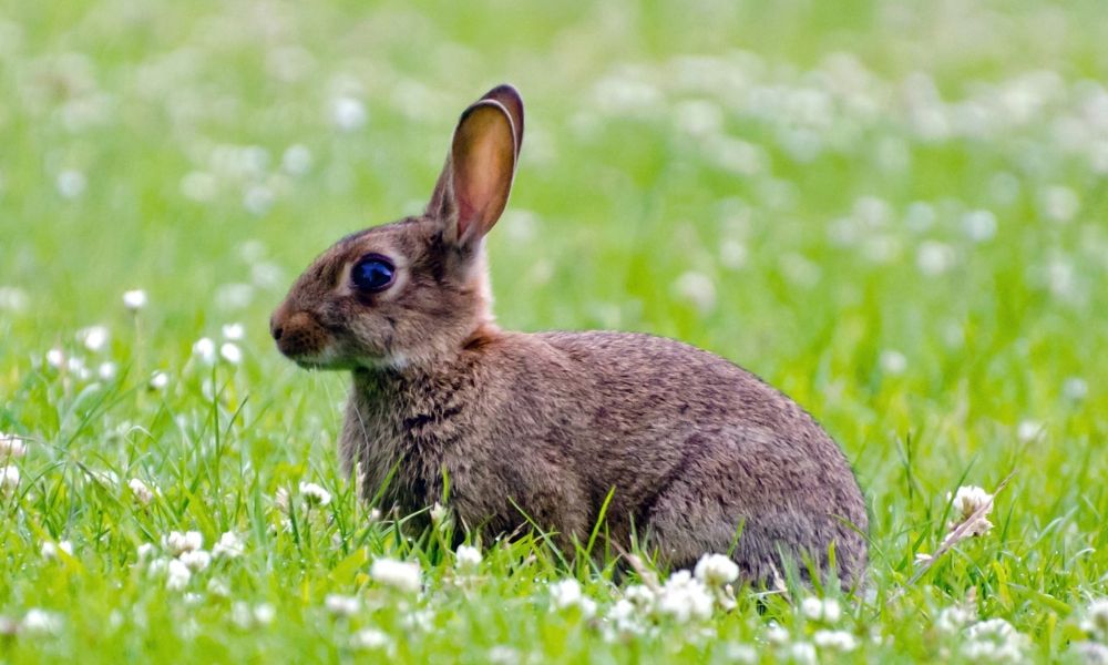 Día Mundial de los Animales: conejo en el pasto