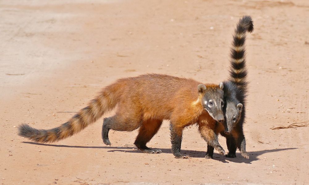 Coatí anillado, la especie que habita en Sudamérica