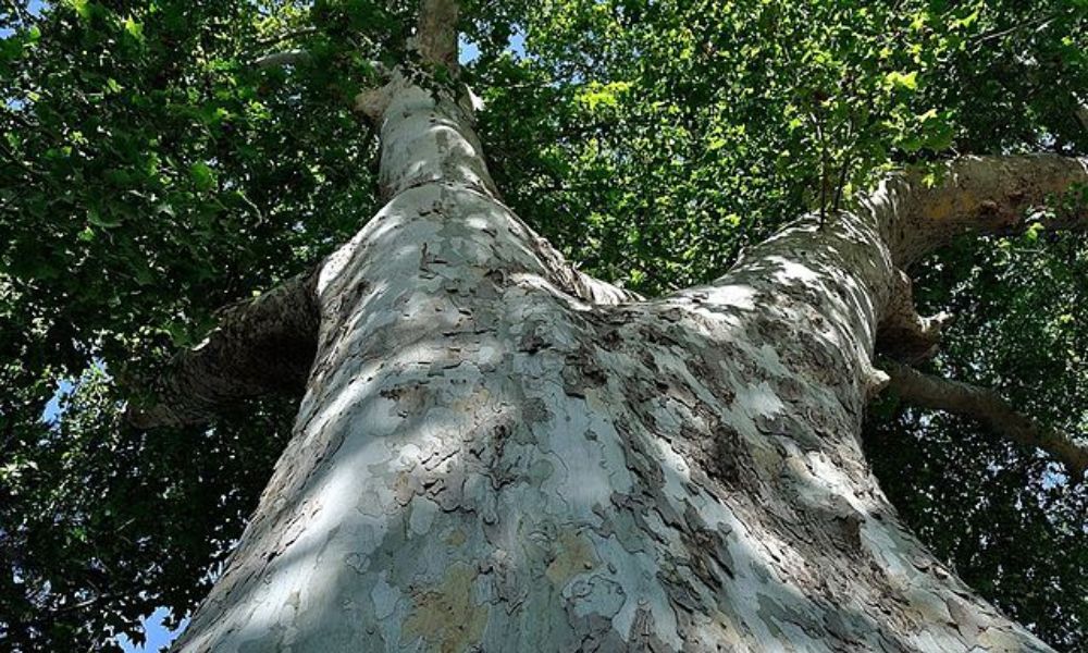 árbol de plátano alergia en buenos aires