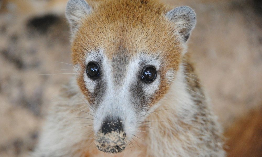 El animal coatí en primera plana