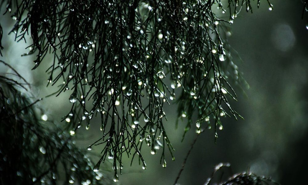 Porcentaje de lluvia.