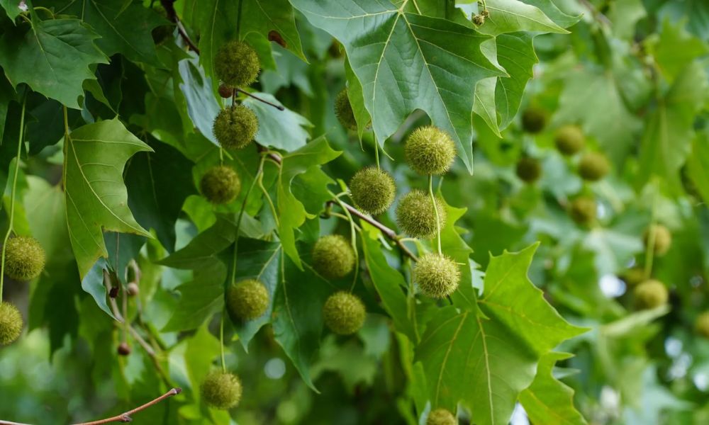 bolas del árbol plátano hispano