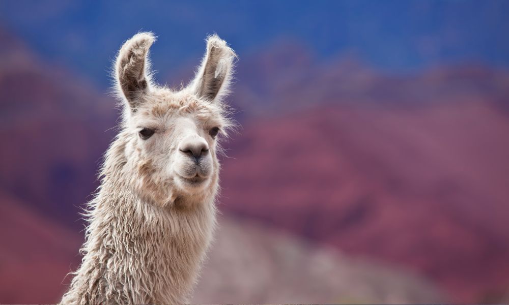 llama en Salta