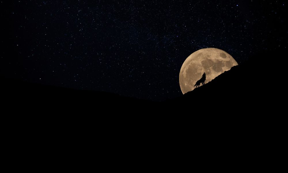 hombre lobo, lobizón, aullándole a la luna llena