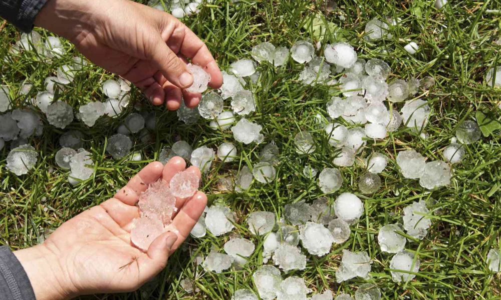 Granizo en el pasto. 