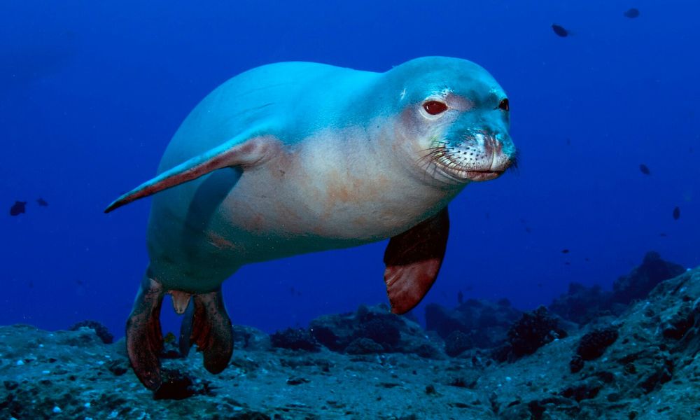 Una de las especies de las focas monje, que habita en Hawái