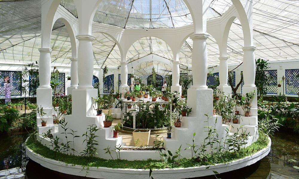 Plantas del Jardín botánico de Río de Janeiro.