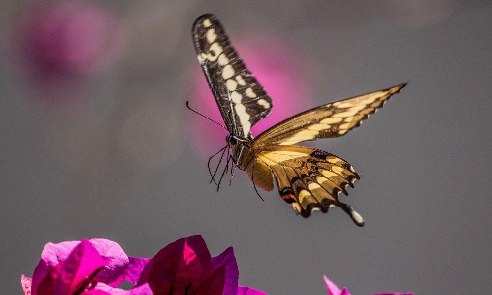 Vuelo de la mariposa