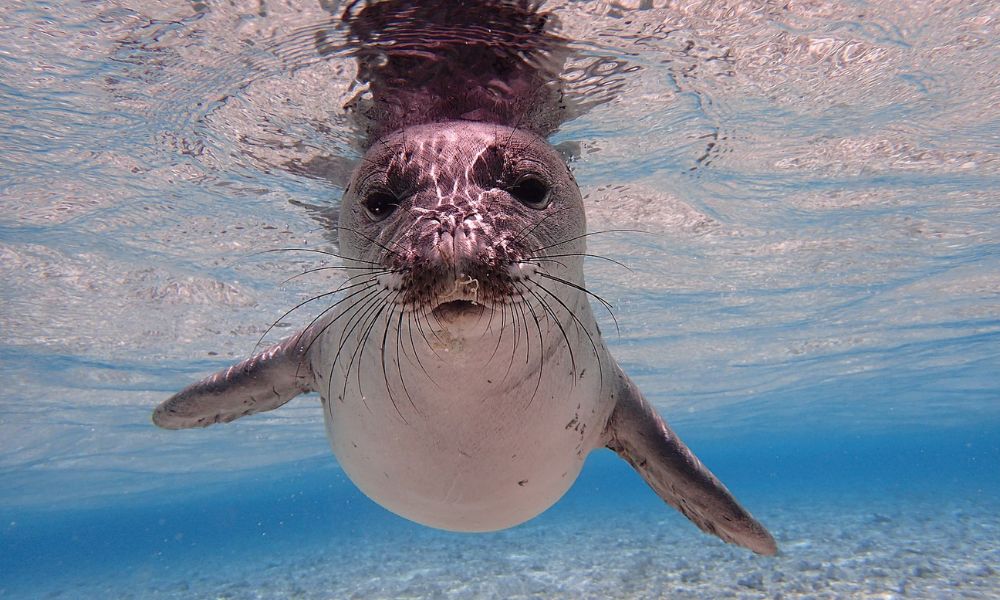 Foca monje de Hawái, el animal marino en peligro de extinción