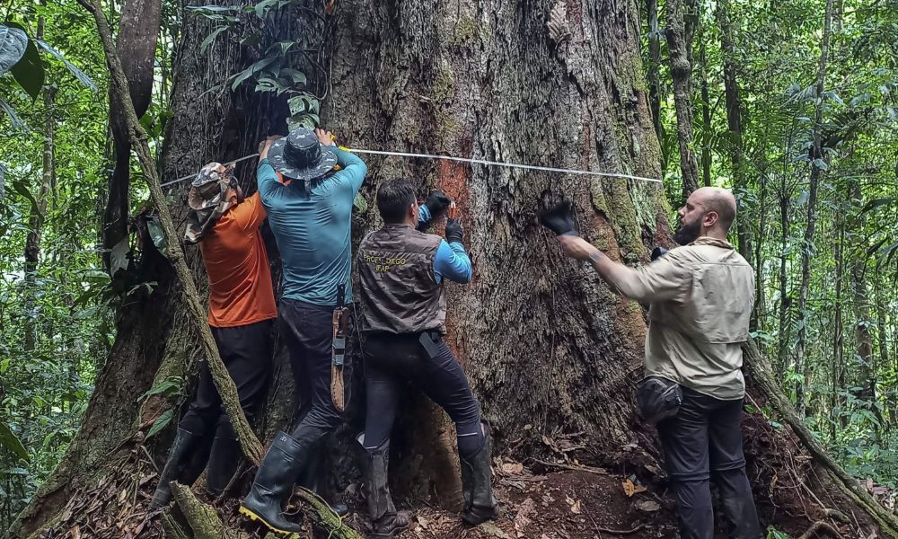 Uno de los trabajos de medición en el árbol más alto de Sudamérica. 