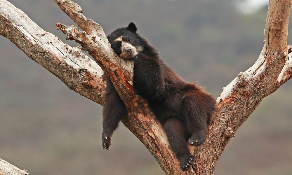 animal peludo en un arbol durmiendo