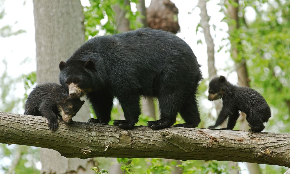 oso de anteojos y crías