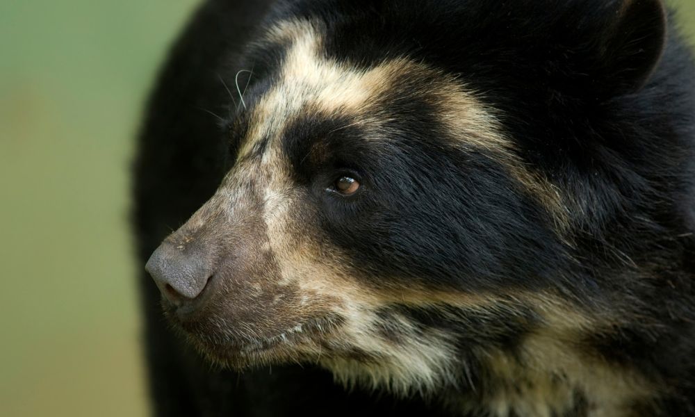 oso de anteojos