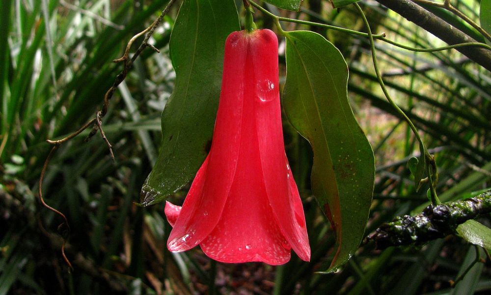 Aspecto del copihue, la flor nacional de Chile. 