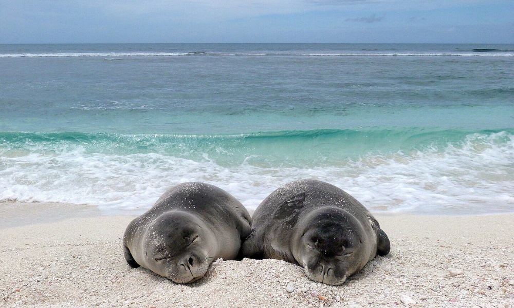 Focas monje de Hawái descansando sobre la arena