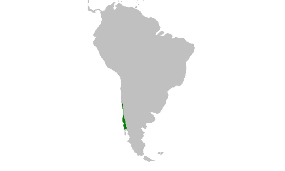 Región de Chile donde crece la flor nacional del país. 