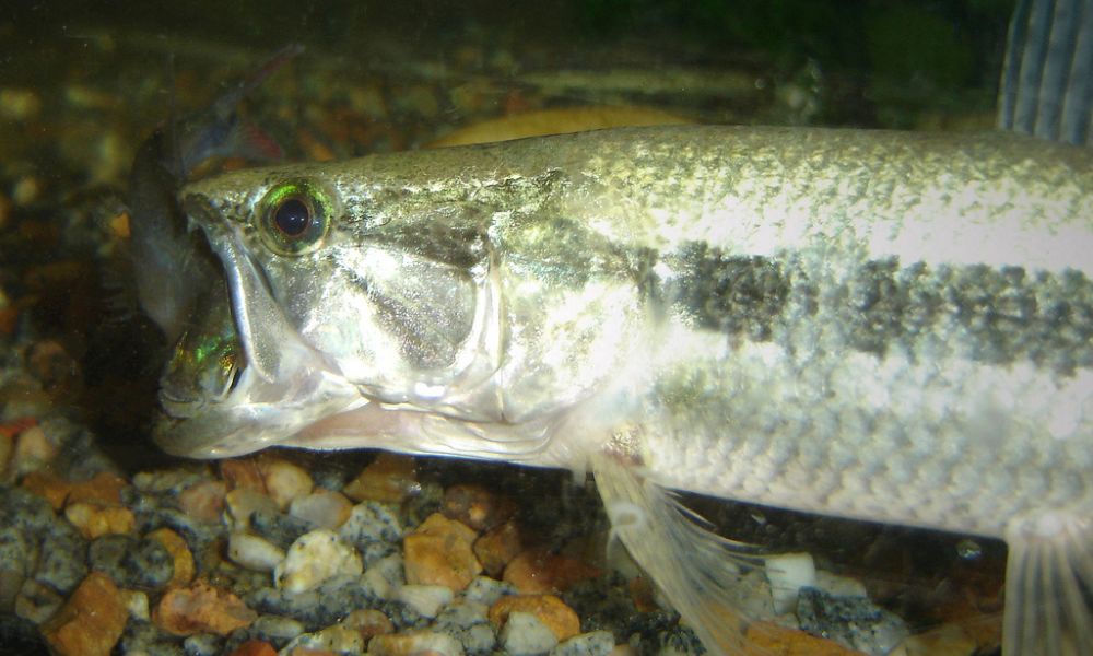 Tarariras, los peces endémicos de Sudamérica